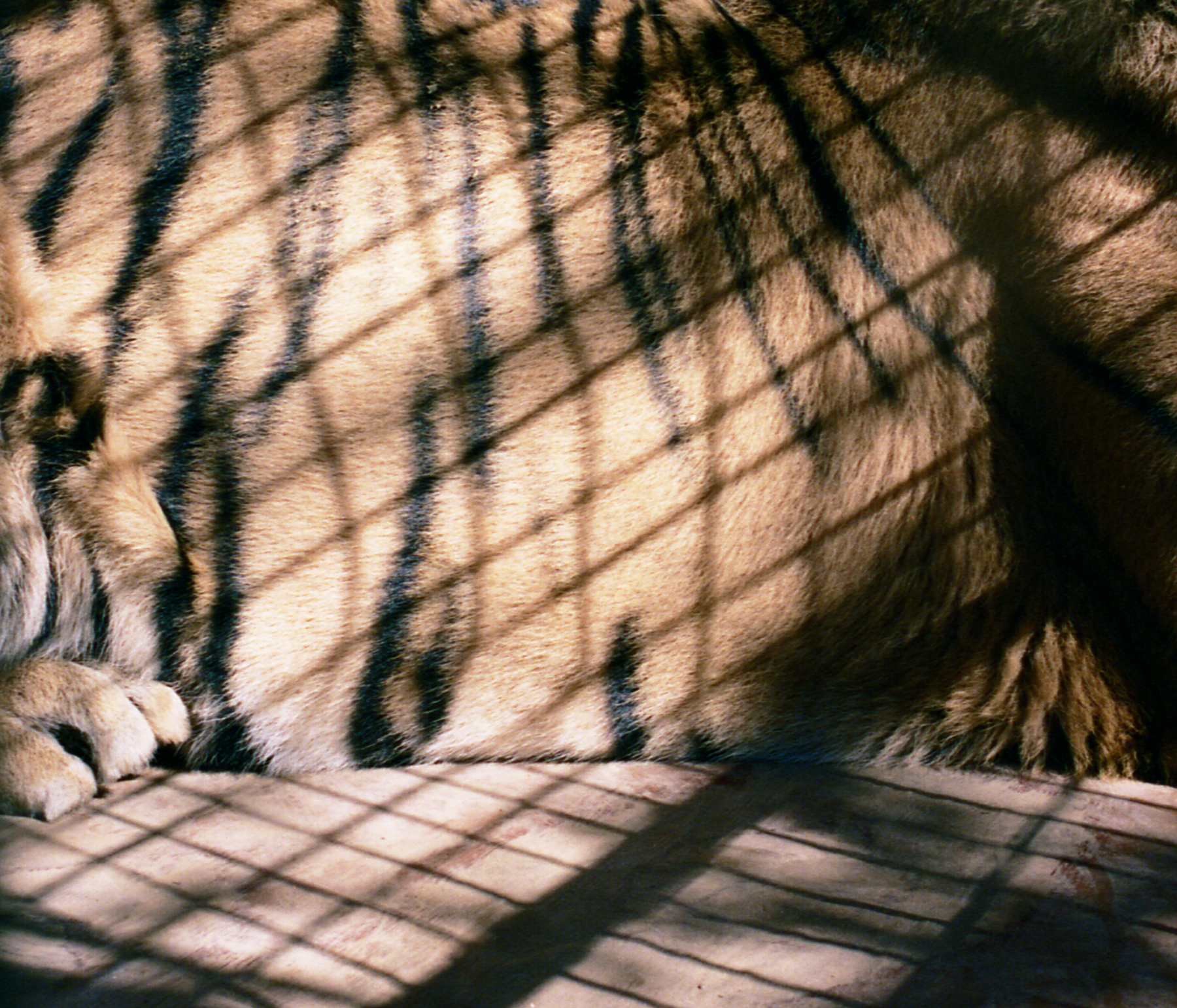 JL_tiger09.jpg