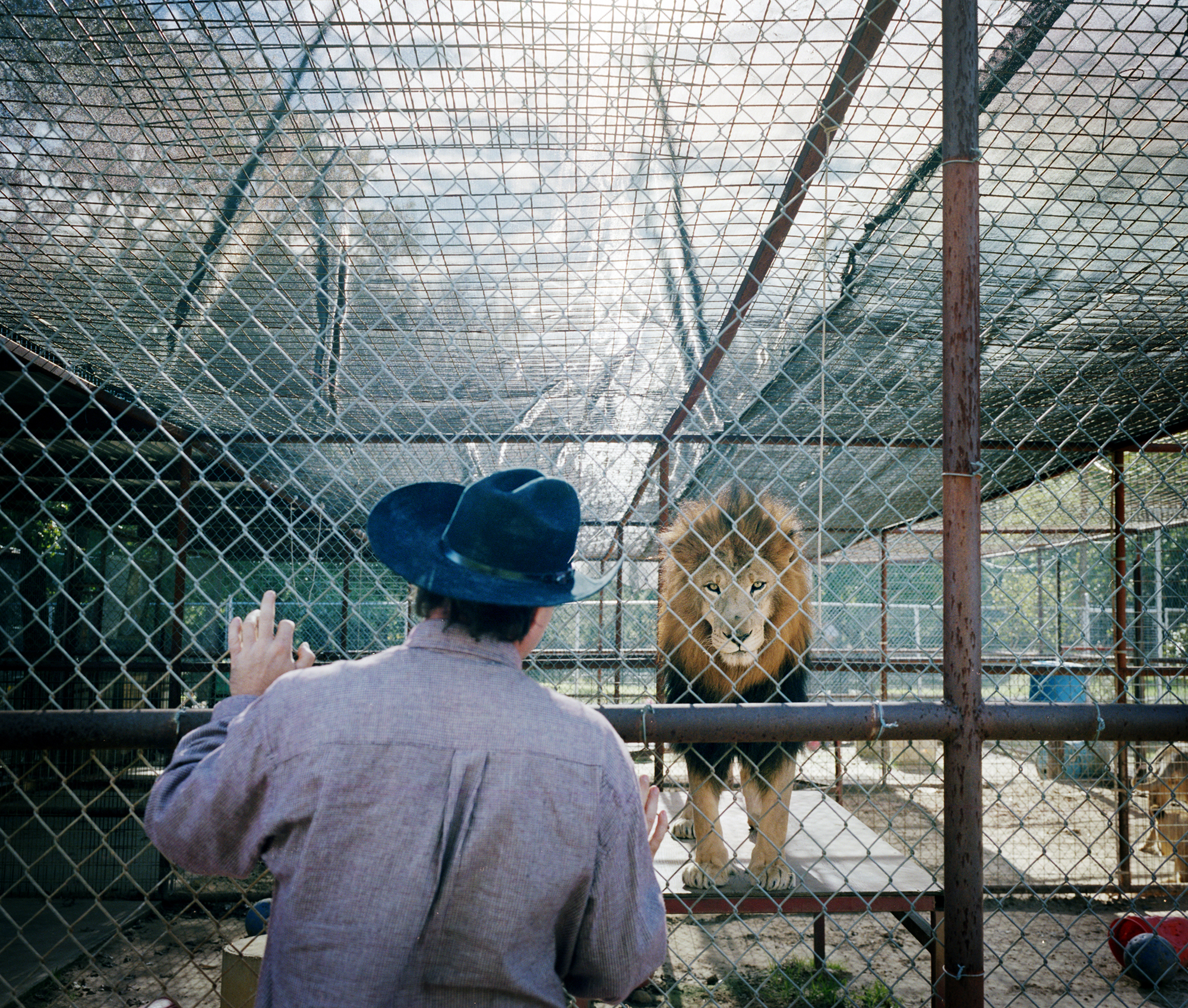 JL_tiger07.jpg
