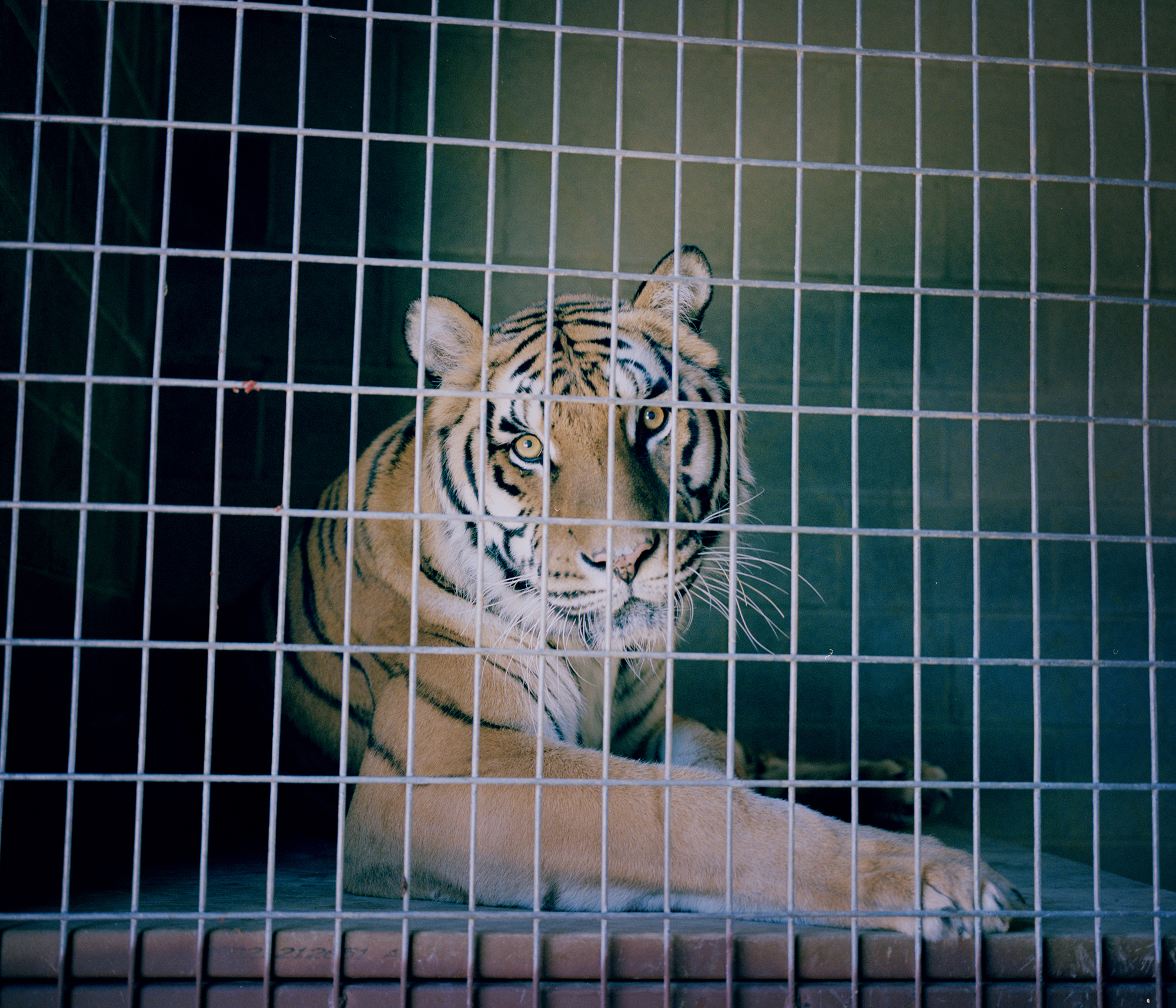 JL_tiger10.jpg