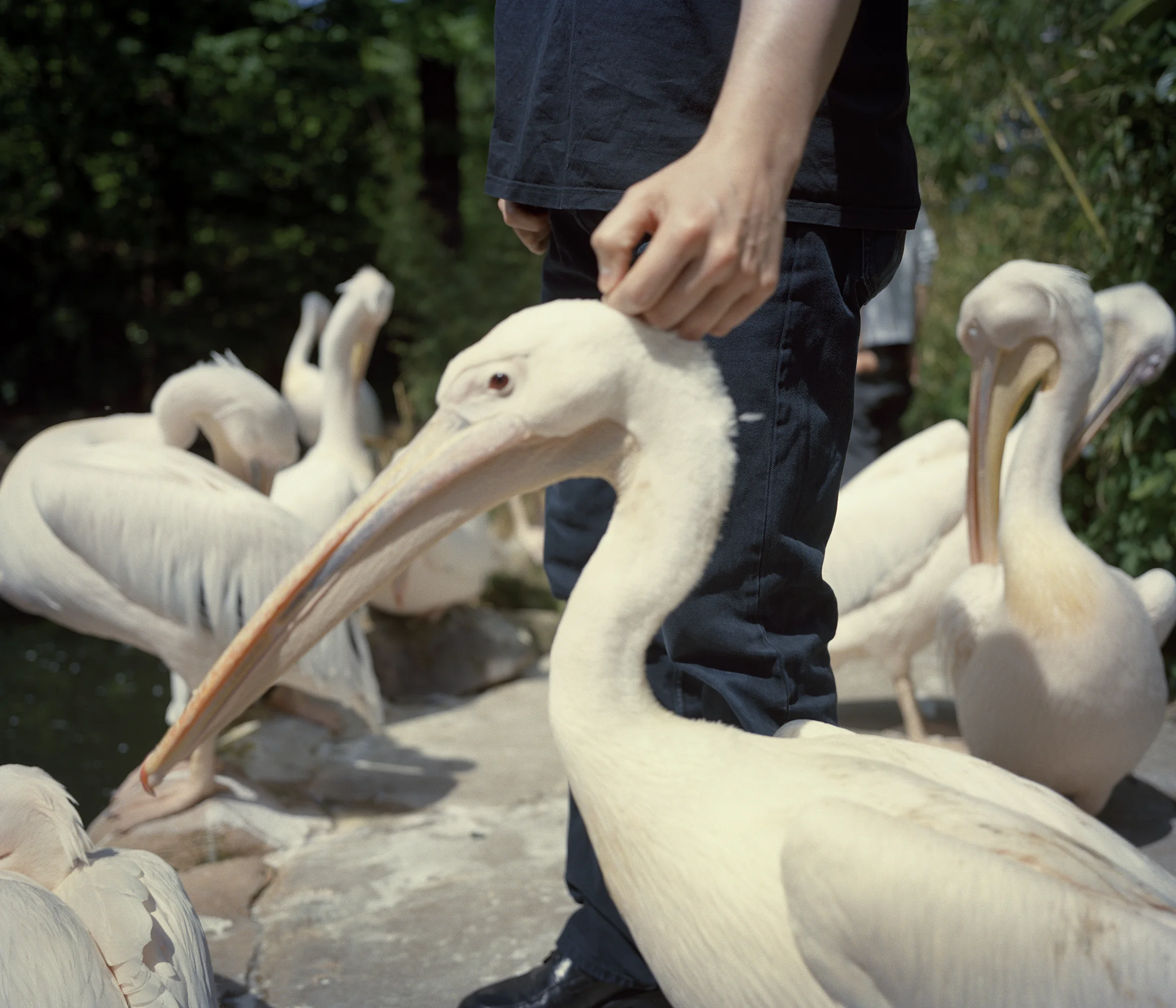 zoo_world49.jpg