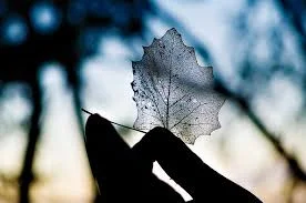 Continuing transparency - without Trello