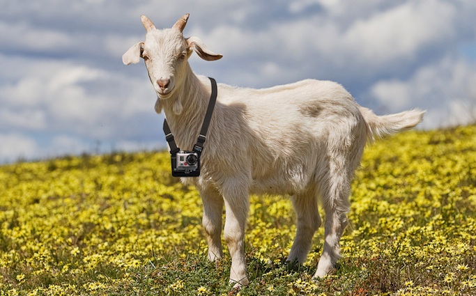  GoPro Goat - coming to a Bromford community soon