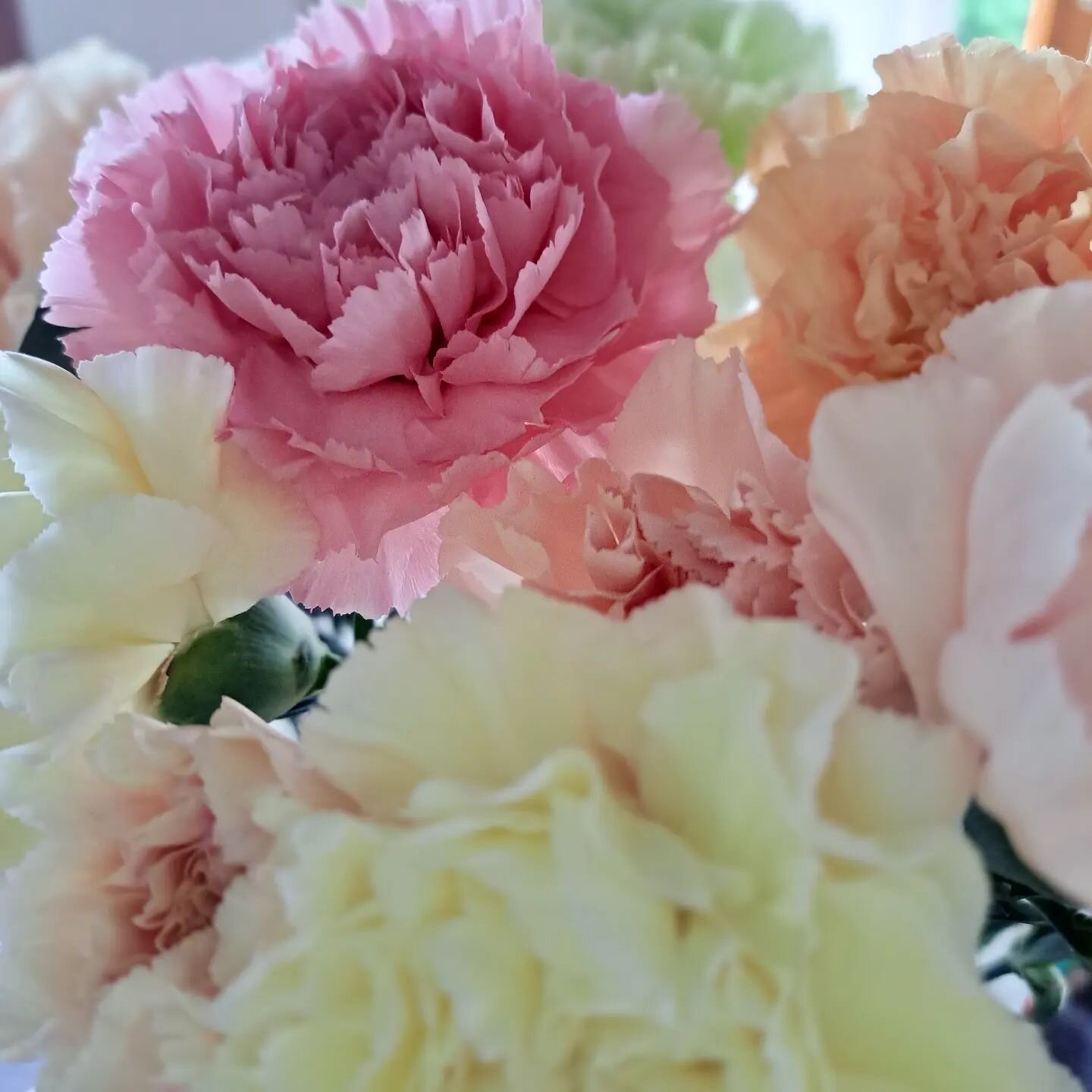 Eis, eis, Baby! 
Diese Farbkombi - sch&ouml;ner wie eine Gelati! 🤪😃😜

Geniesst das Sommerwetter!

#nelken #sommerblumen #sommerfarbe
#gelati #einfachwow