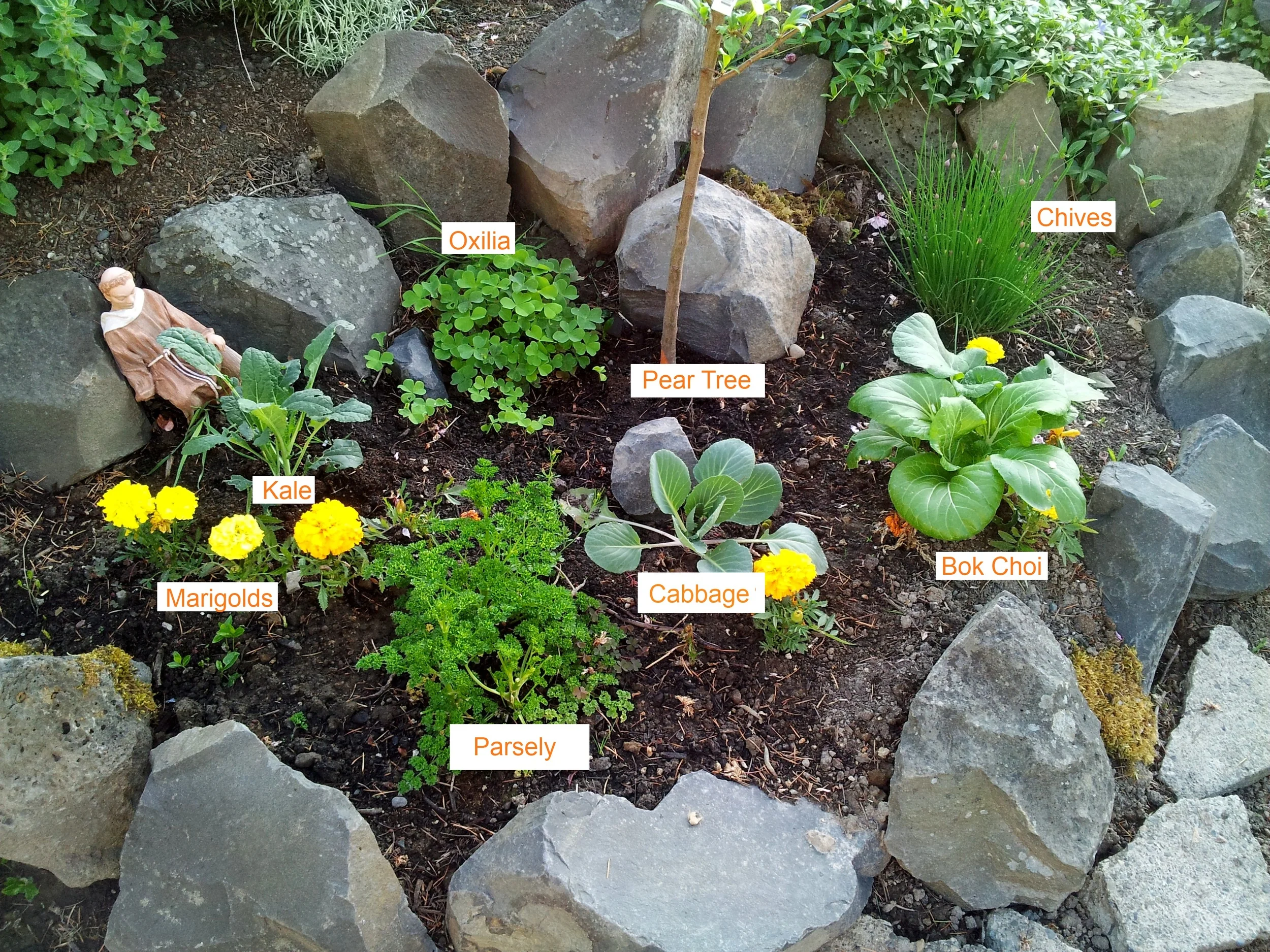 The oxilia can be found in the mountains and is packed with Vitamin C, it has a tangy after taste to it and goes great in salads. The marigolds are an all natural slug repellant. 