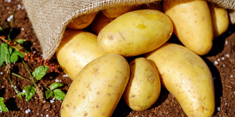 Frisian potatoes in India