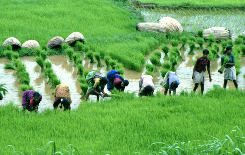 Landbouw In India Staat Te Springen Om Europese Kennis En Technologie 