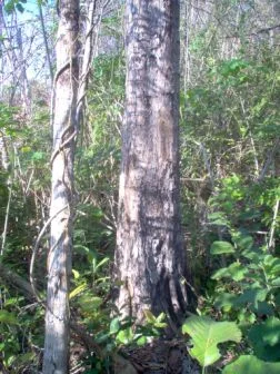 Ziricote 5-18-07 001.jpg