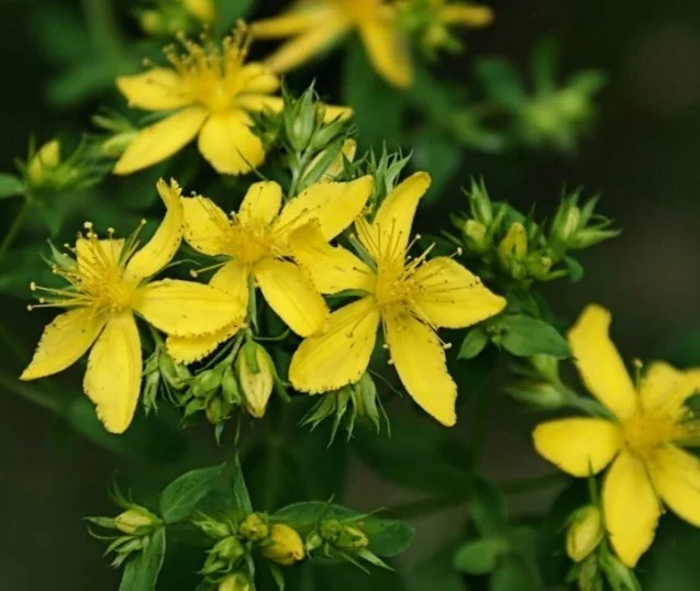 st johns wort.jpeg