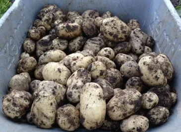 Harvest Festival – Kilmallock