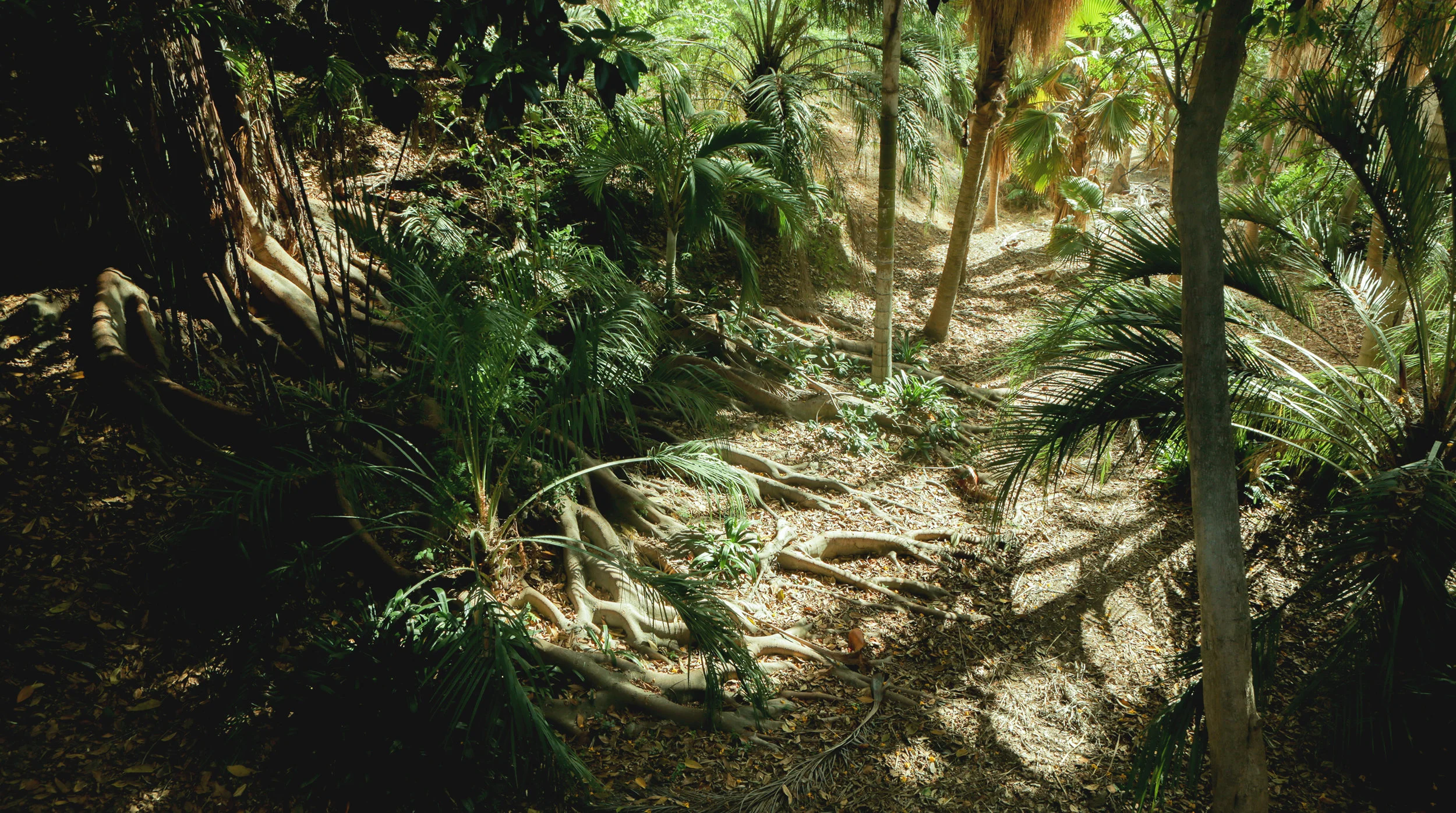 palms2.jpg