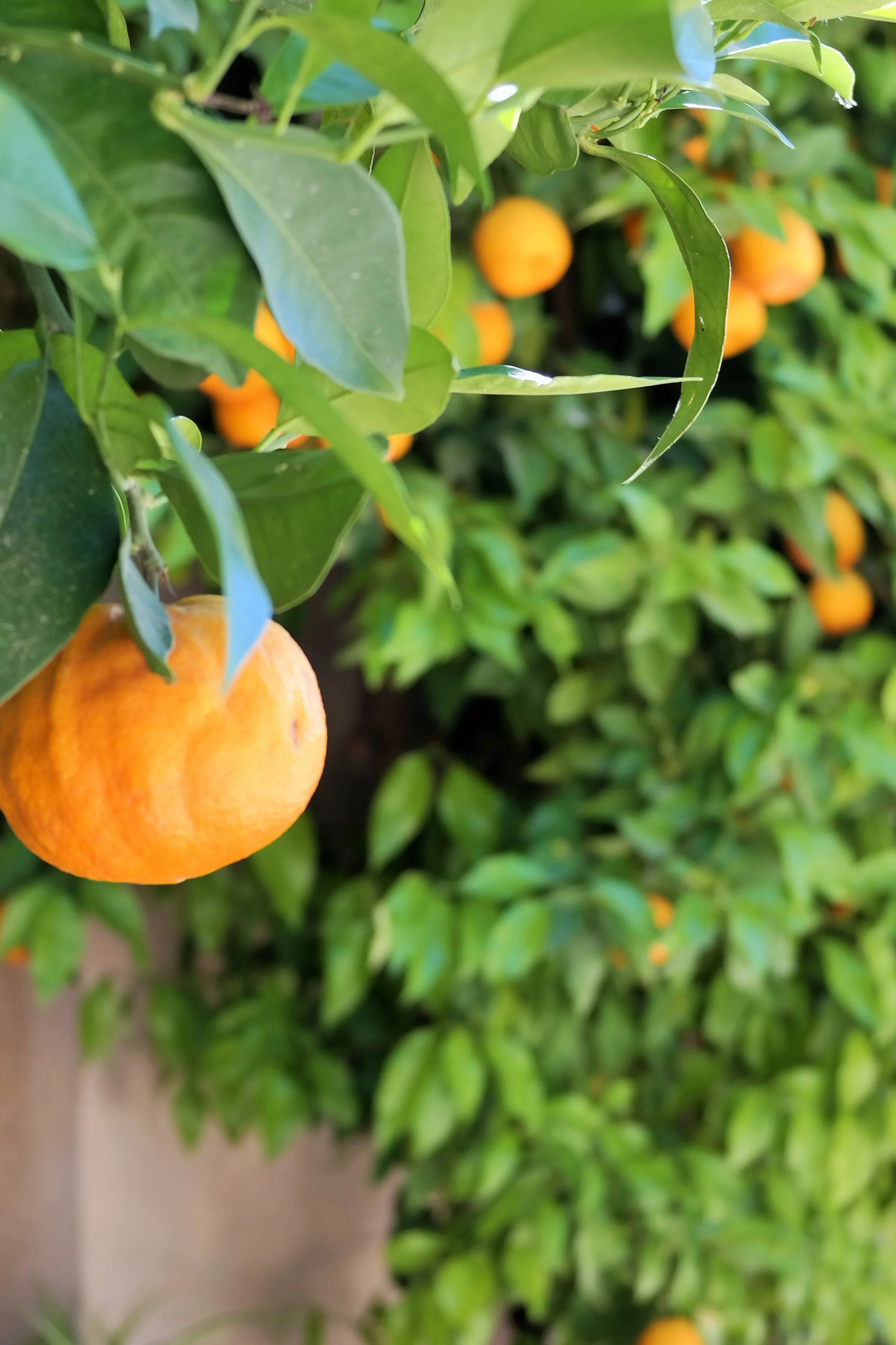 Reseguide till Kataloniens bubblare