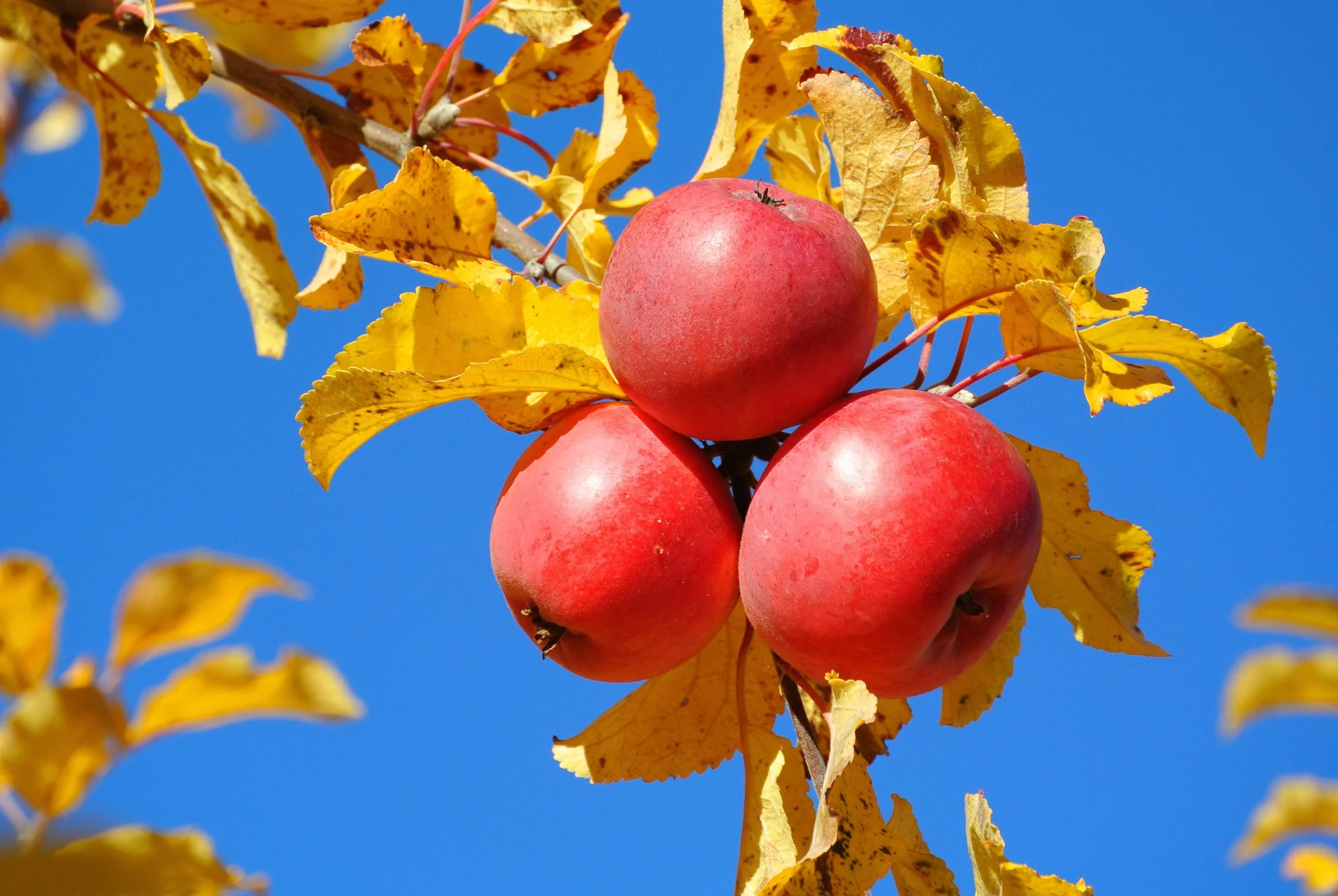 Höstens resor och tankar om hemma