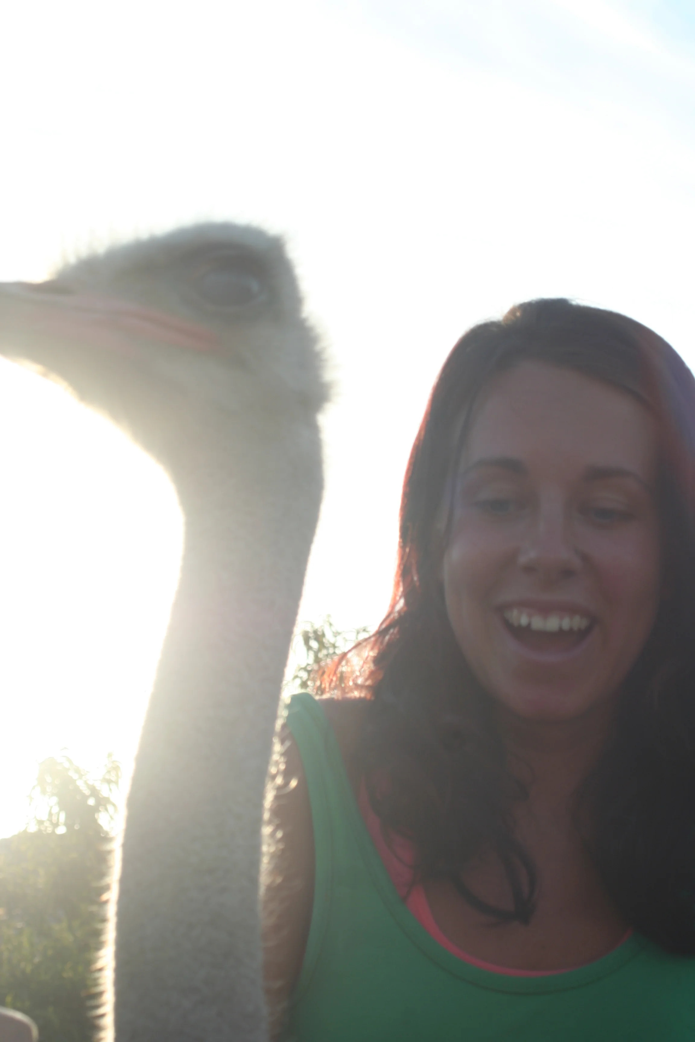 När jag levde strutsliv på Mallorca