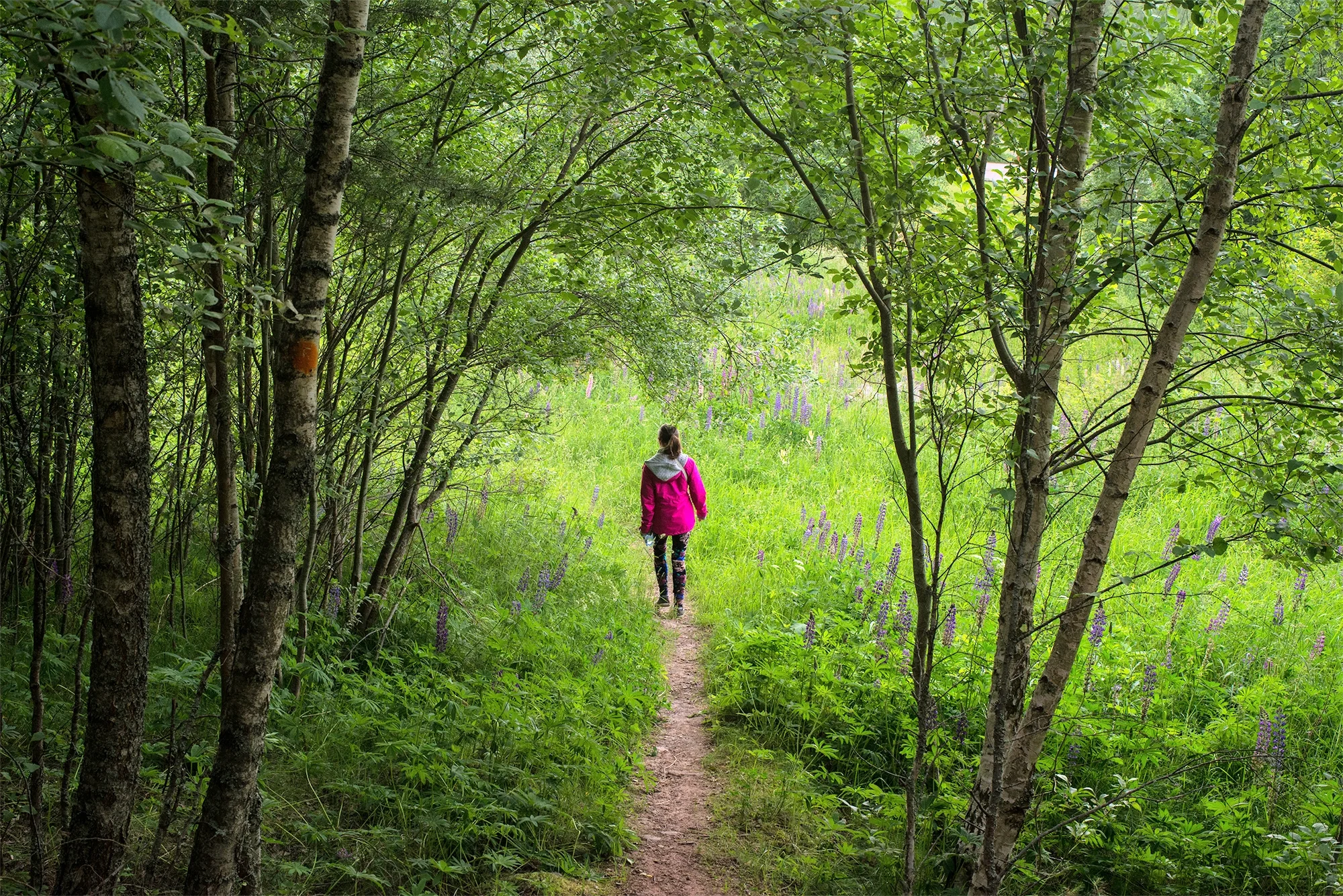 Smultronställen i hjärtat av Sverige