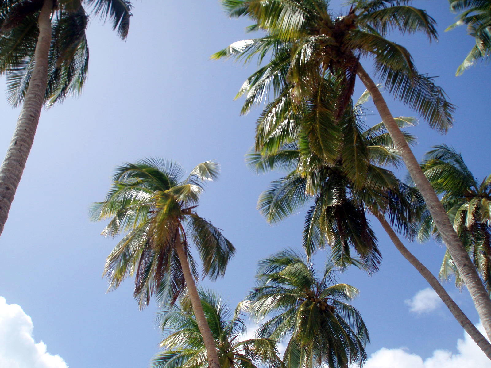 sanna_rosell_colombia_palms.JPG