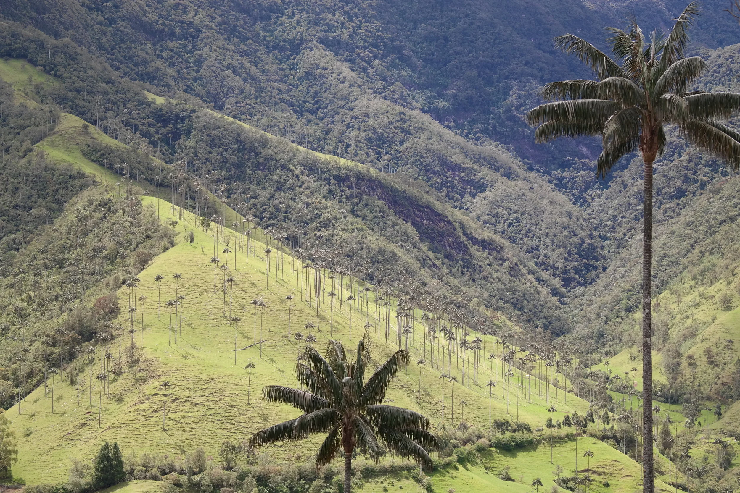 Colombia: 5 svindlande vandringar