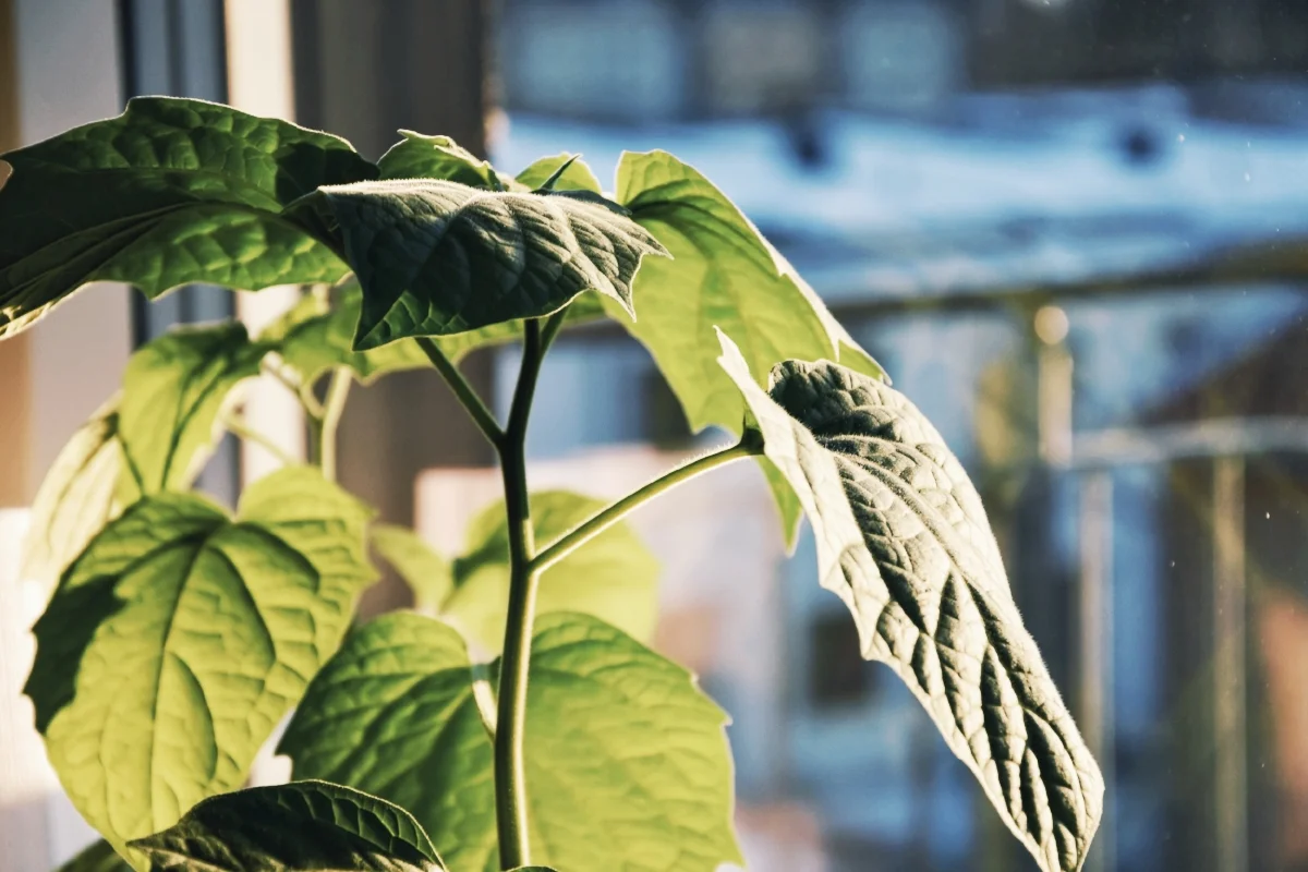 physalis.jpg