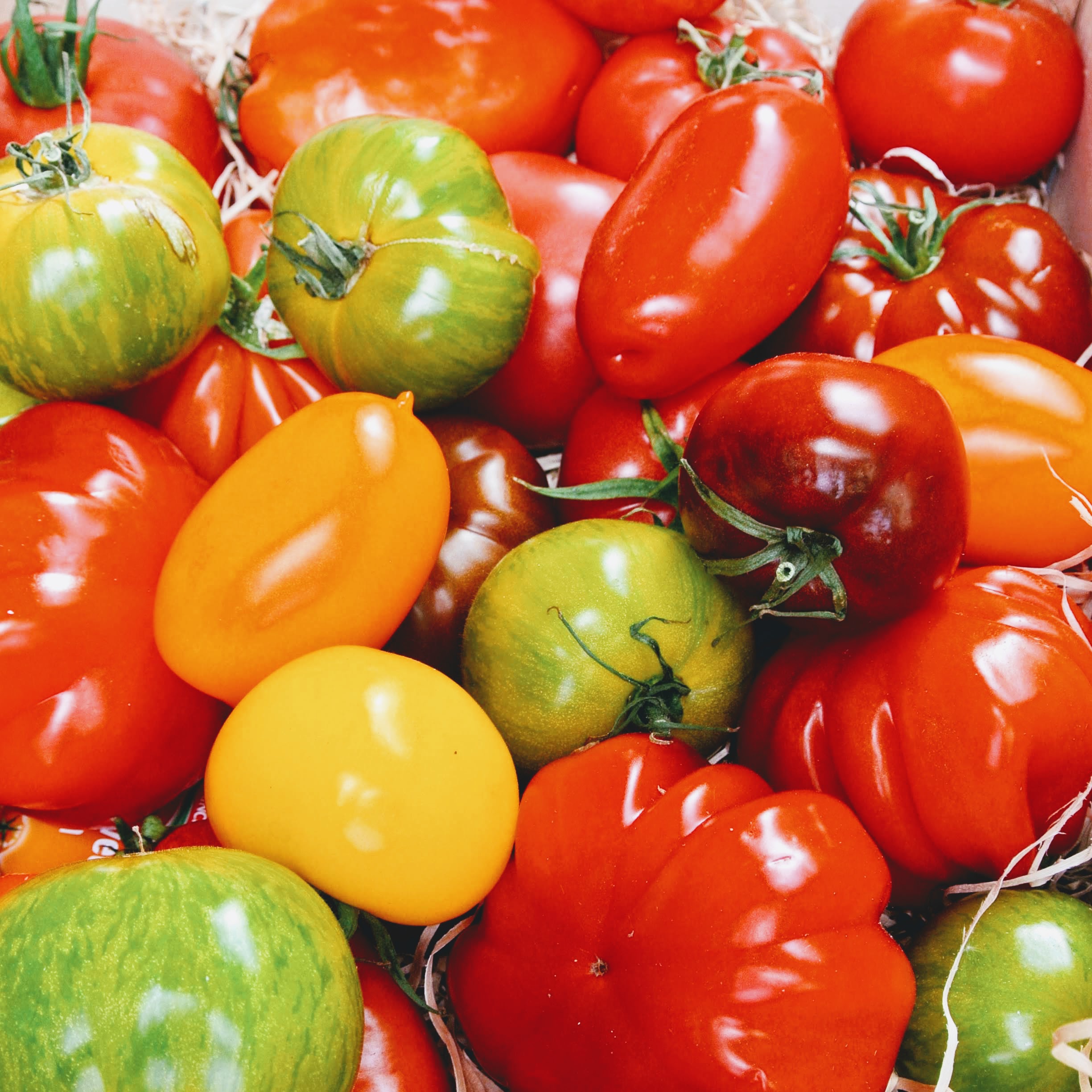 Tomater i alla färger och former som finns