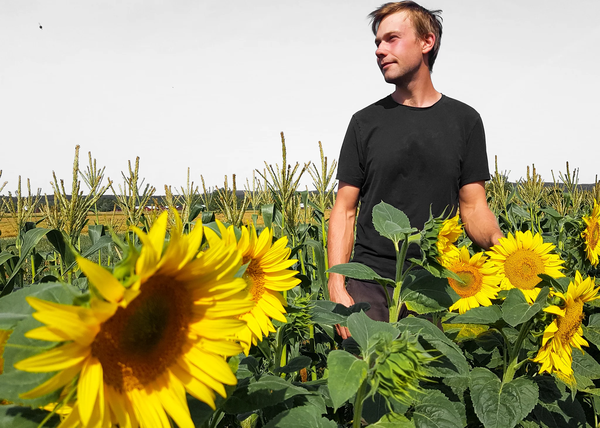 Adam Arnesson, @ekobonden, på ett solrosfält på sin gård Jannelund i Mullhyttan.