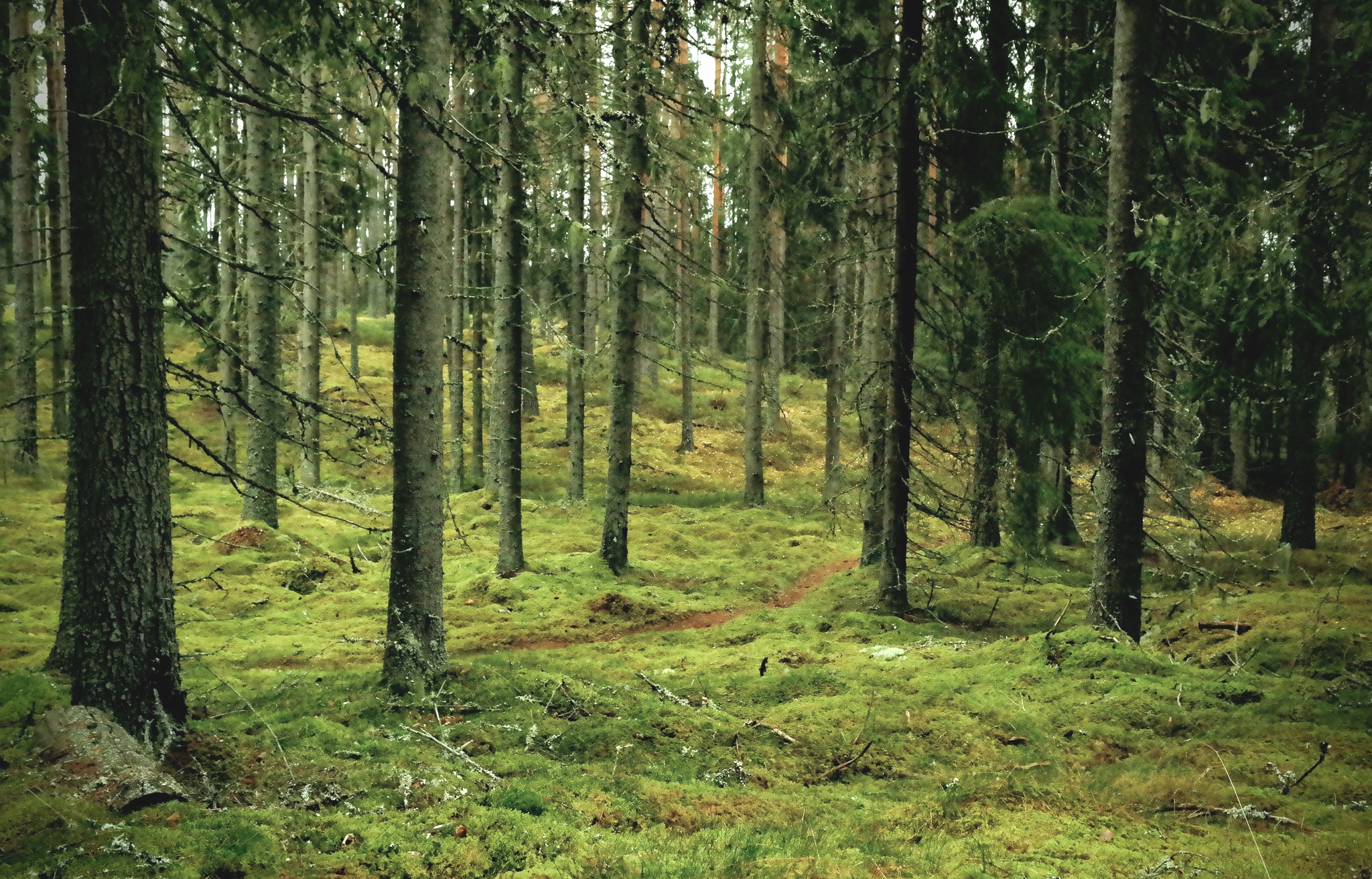 Granarnas rike är mörkt men mjukt av mossa 