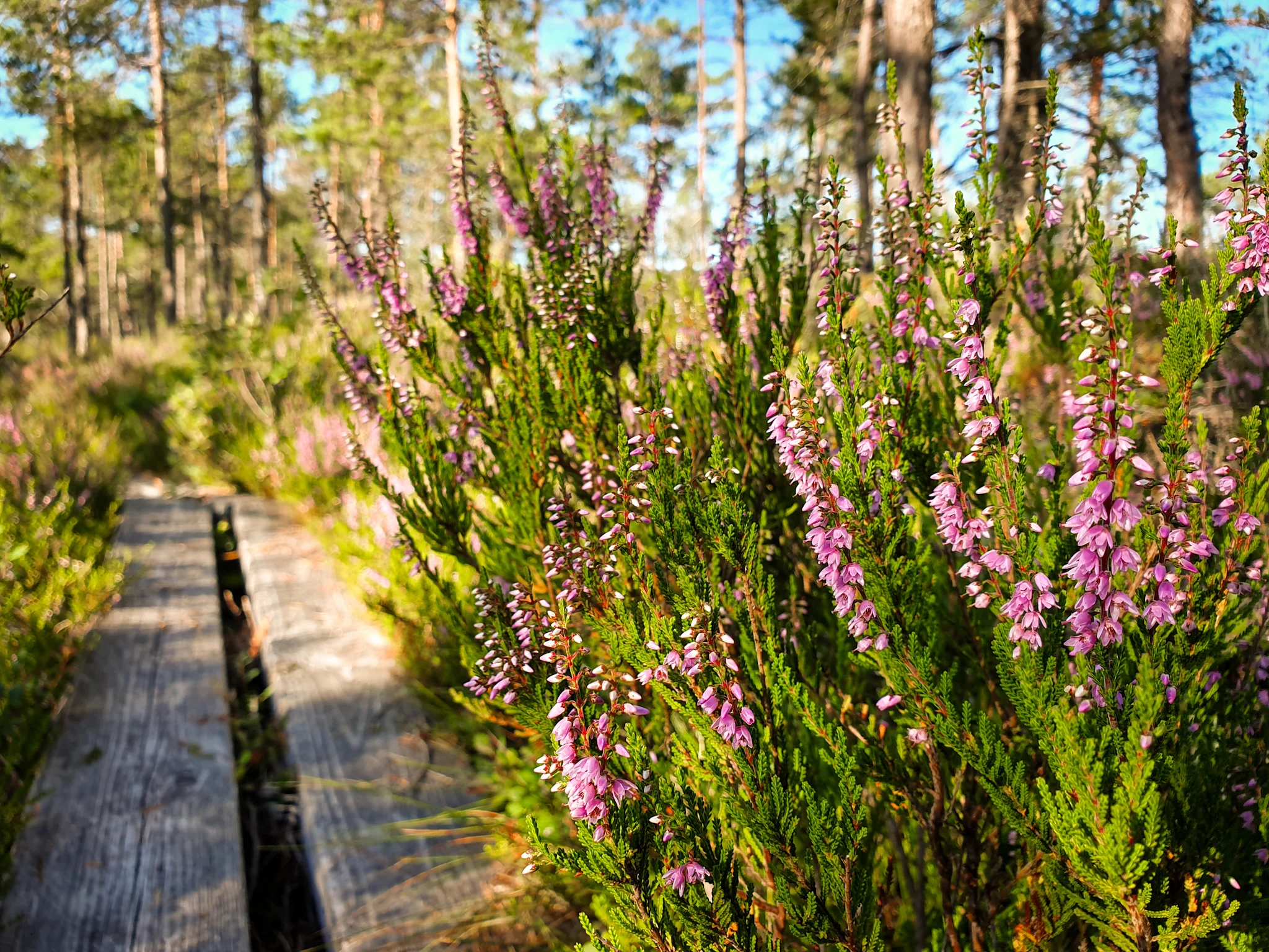 Att träna tacksamhet - och 15 saker som gör mig extra glad