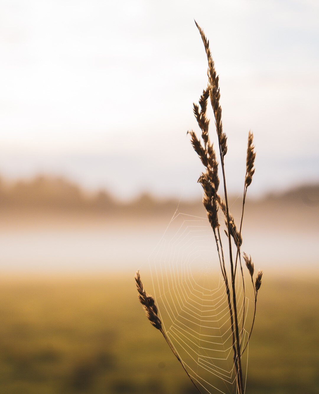 En tidig morgon gick jag en sv&auml;ng p&aring; Oset, naturreservatet som vi bor alldeles intill. Jag m&ouml;tte samma gamla man som jag m&ouml;ter varje dag. Samma h&auml;lsning p&aring; h&aring;ll, samma sm&aring;snack n&auml;r vi kommer n&auml;rma