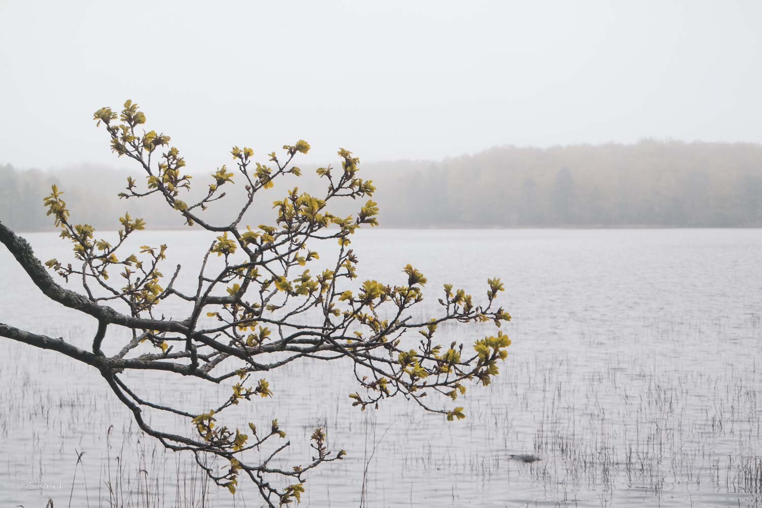 Åsnens_nationalpark-1-2.jpg