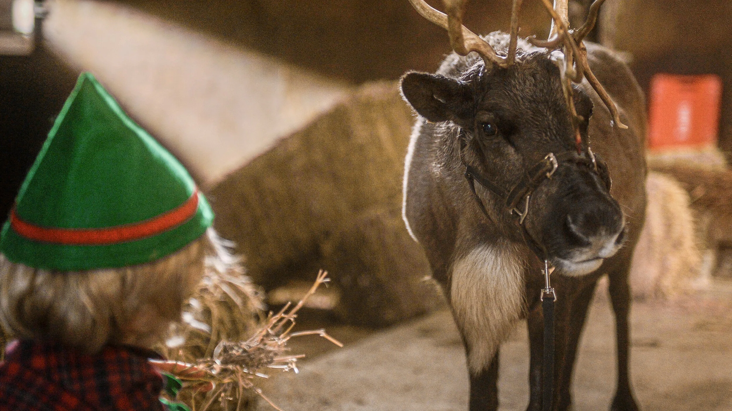 Jingle the Elf with Dasher the Reindeer.jpg