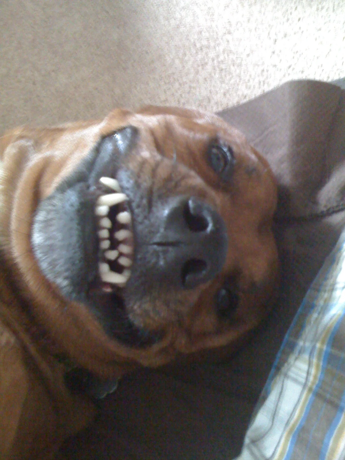 Soundpony comedy night : Peter Bedgood + Drew Welcher + Andrew Deacon