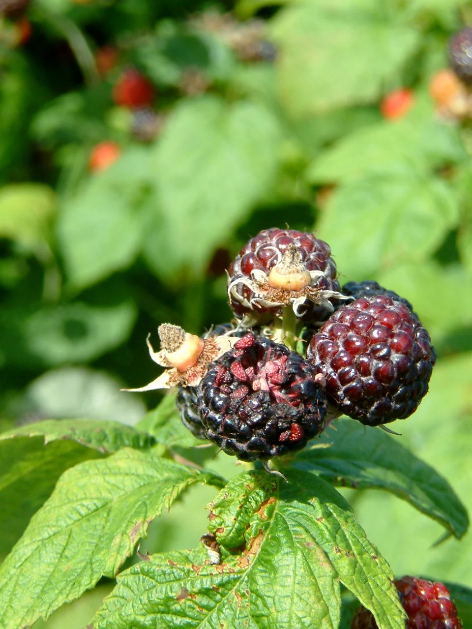 Bird damage in black raspberries.
