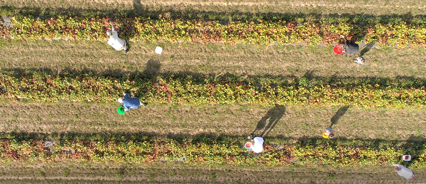 gleaners.png