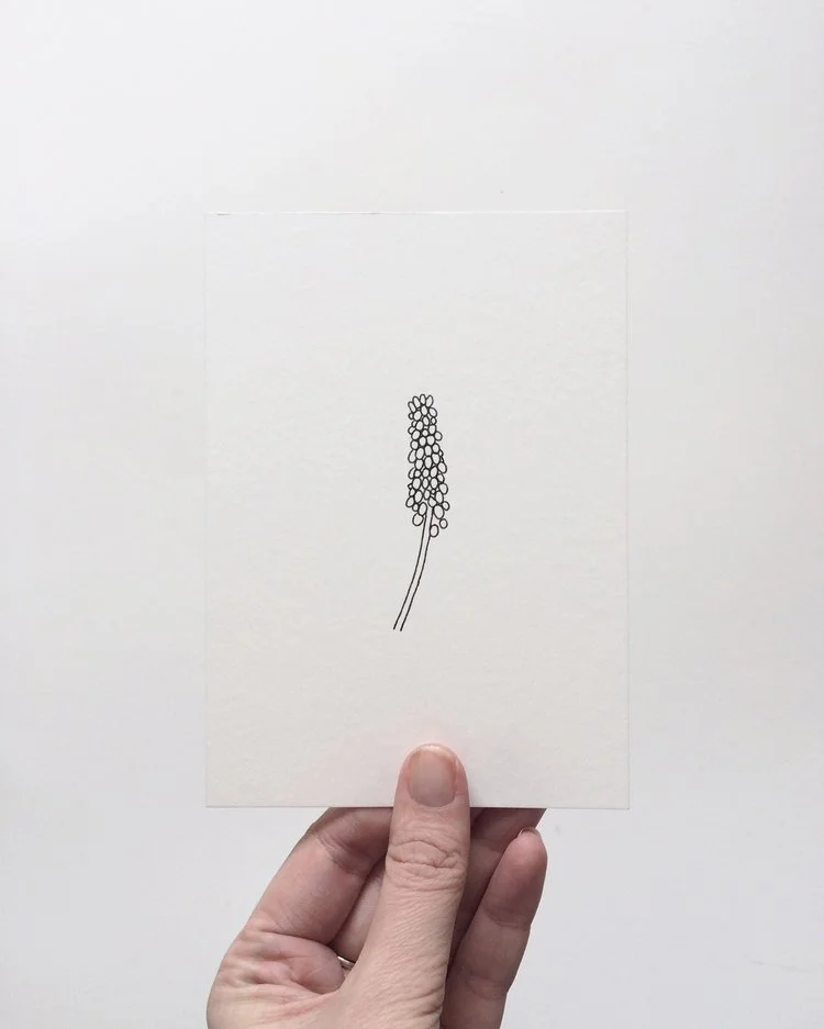 Claire Leach - Grape Hyacinth.jpeg
