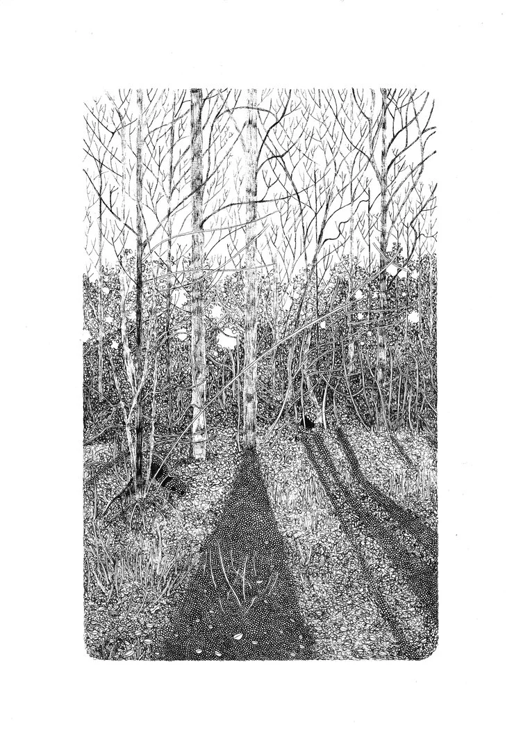 Claire+Leach+-+Shadows+in+Micheldever+Wood.jpg