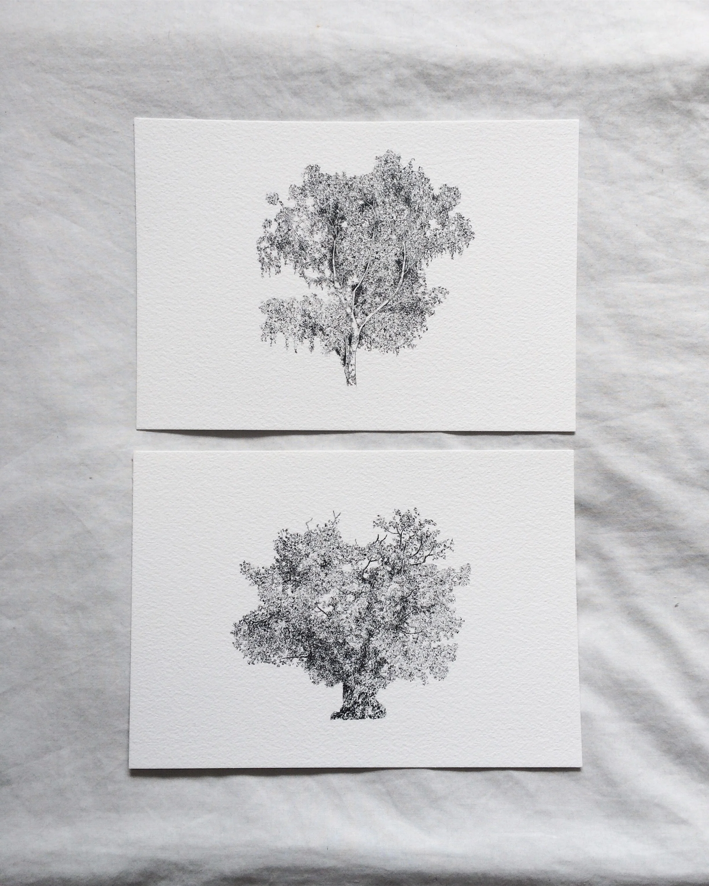 Claire Leach - Tree Commission.jpg