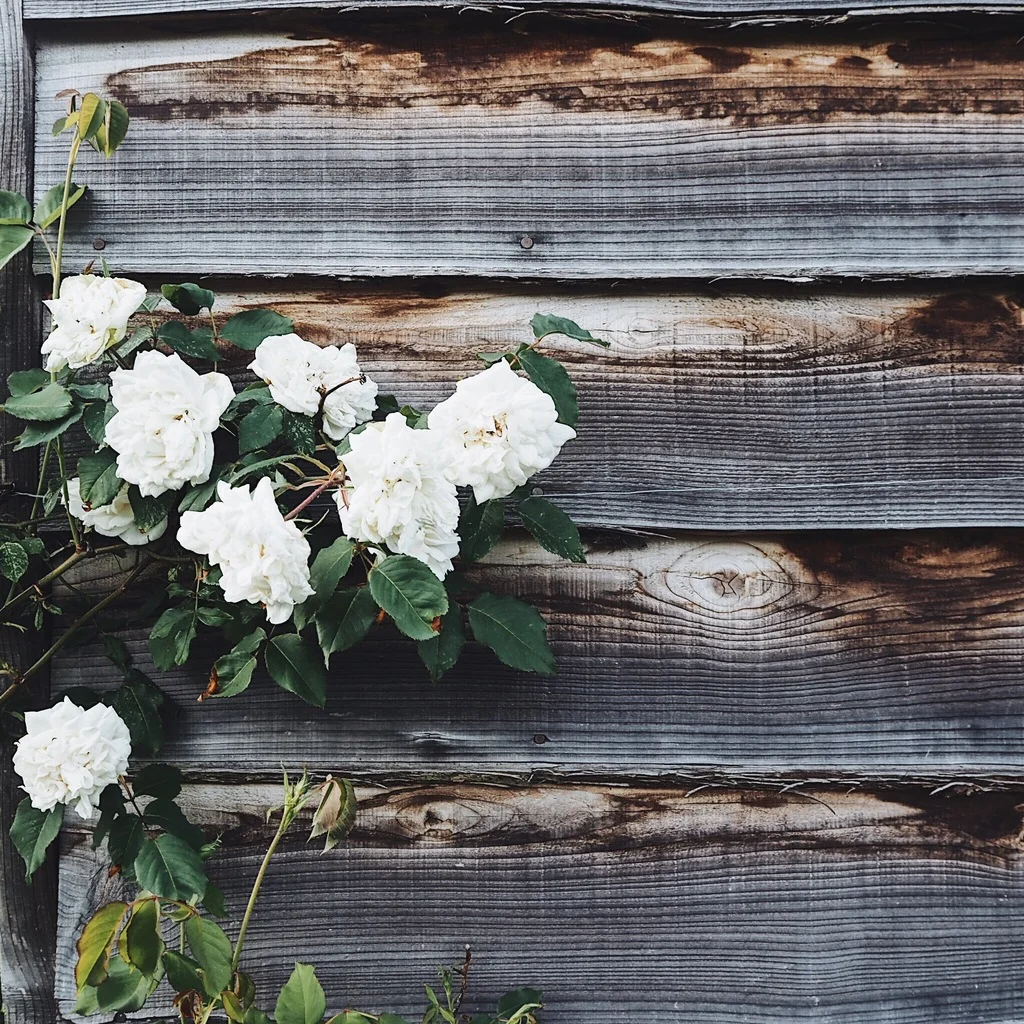 Roses climbing up a waethered timber wall.jpg
