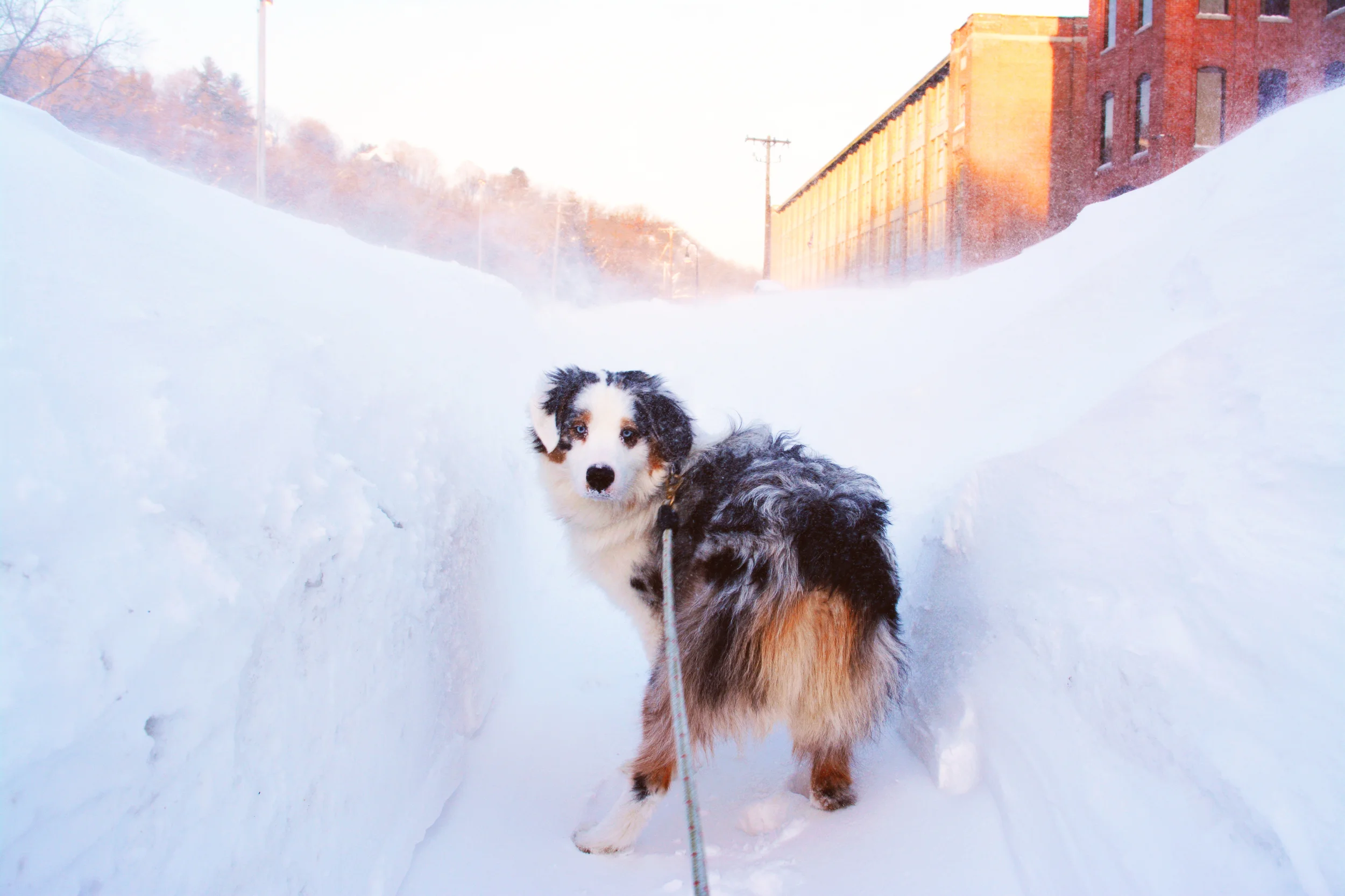 KING OF THE SNOW MOUNTAIN