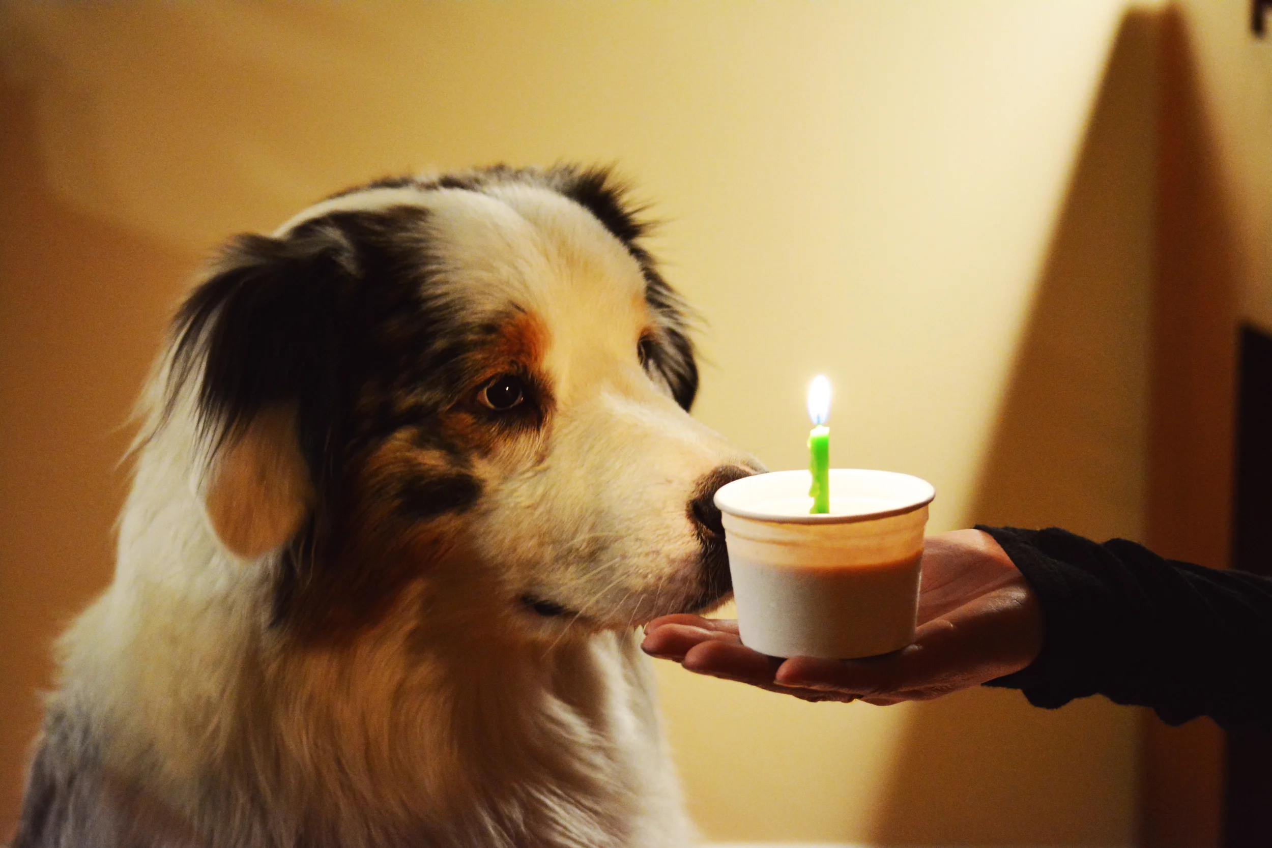 Sampson Turns 1