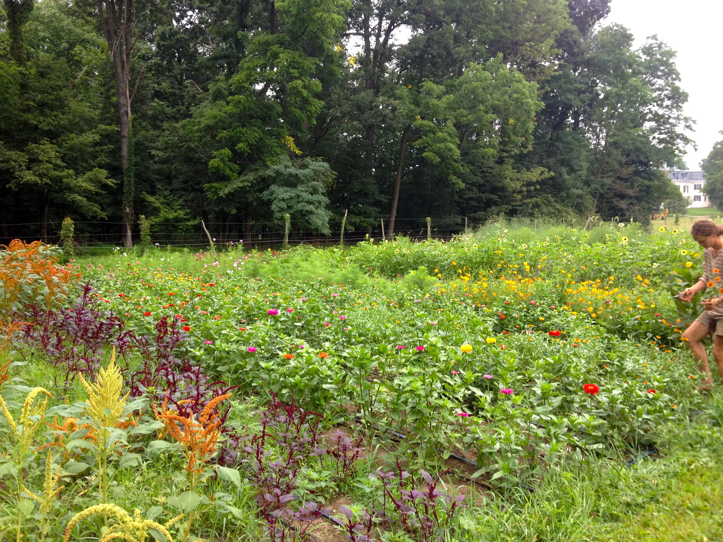 Amaranth, zinnias, and more