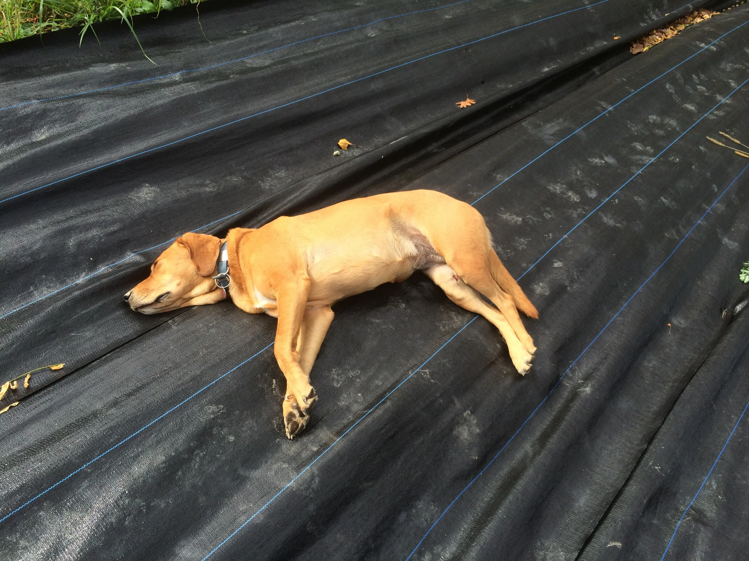 Mila the Wonder-Lump