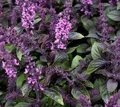 African Blue Basil.jpeg