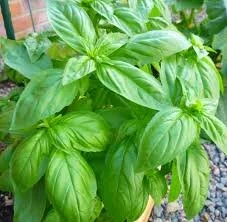 sweet basil.jpeg