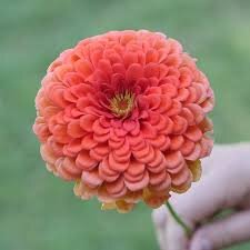 BG Coral.jpeg