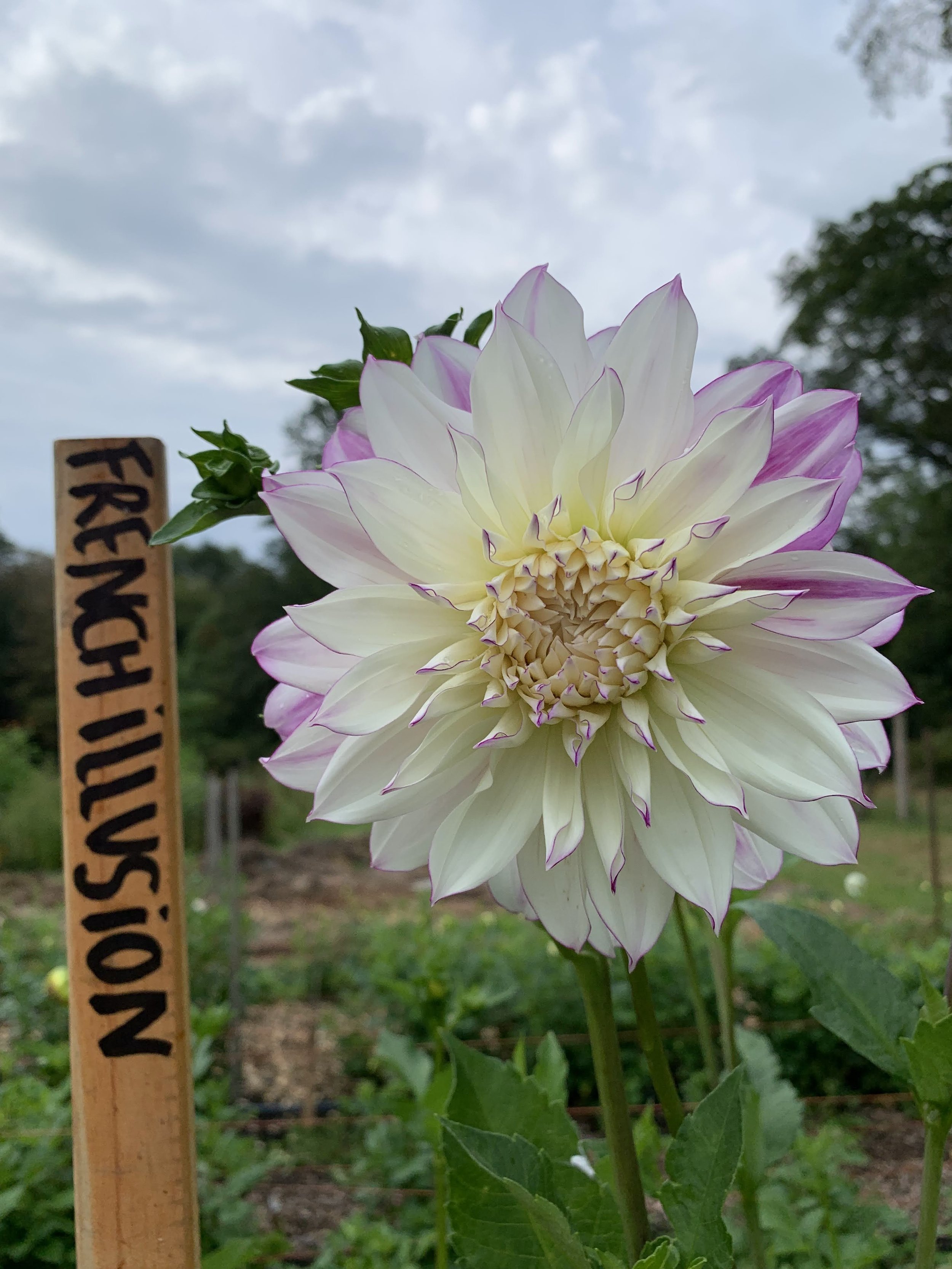 Ferncliff Illusion 2.jpg