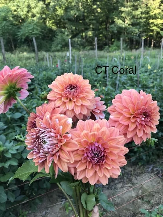 CT Coral.jpeg
