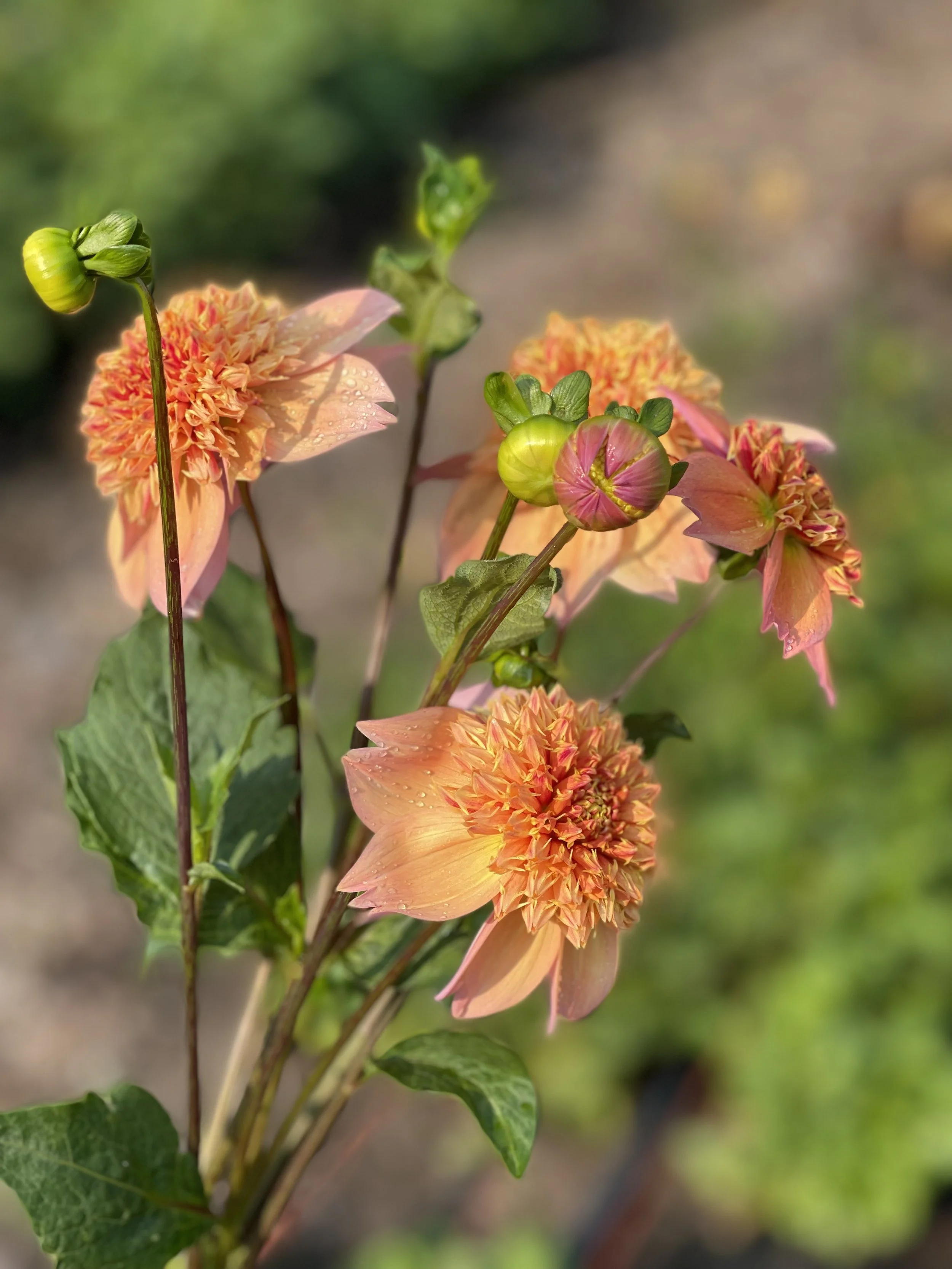 Sandia Borcade 2.jpg