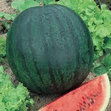 watermelon Sugar Baby.jpeg