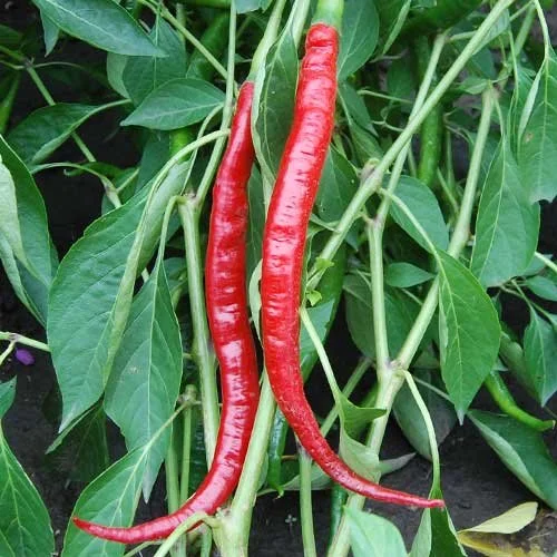 cayenne-long-pepper.jpeg