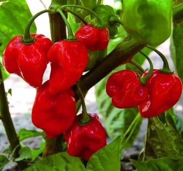 Red Habanero.jpeg
