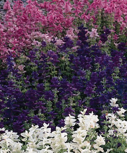 salvia clarkia mix.jpeg