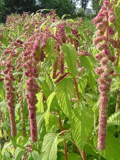amaranthus_mira.jpg
